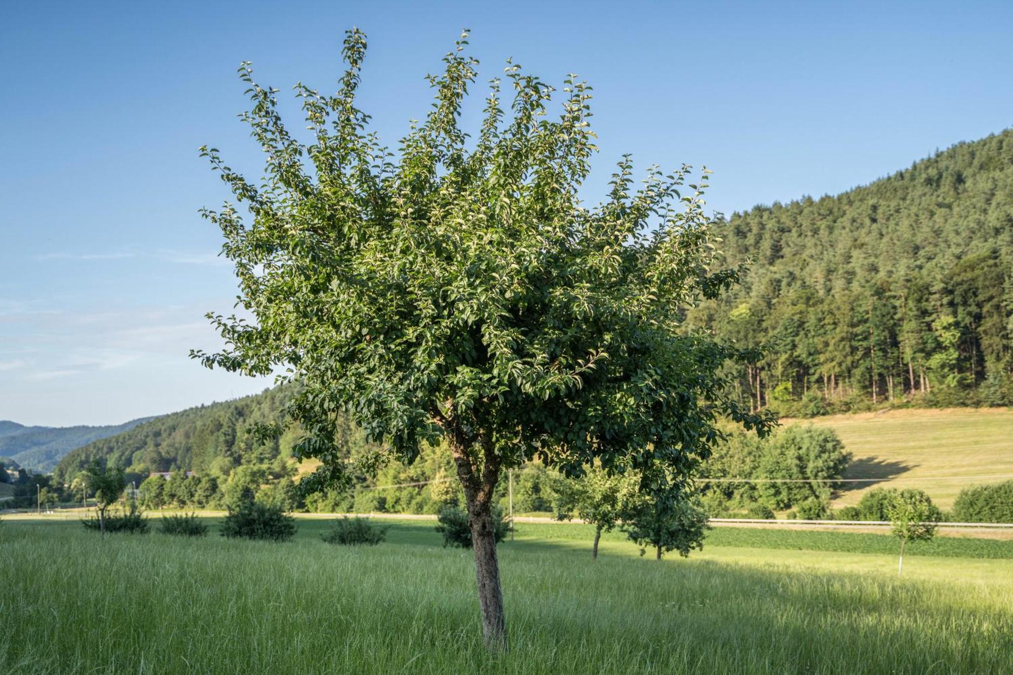 Ferienwohnung Ohnemus Schuttertal Esterno foto